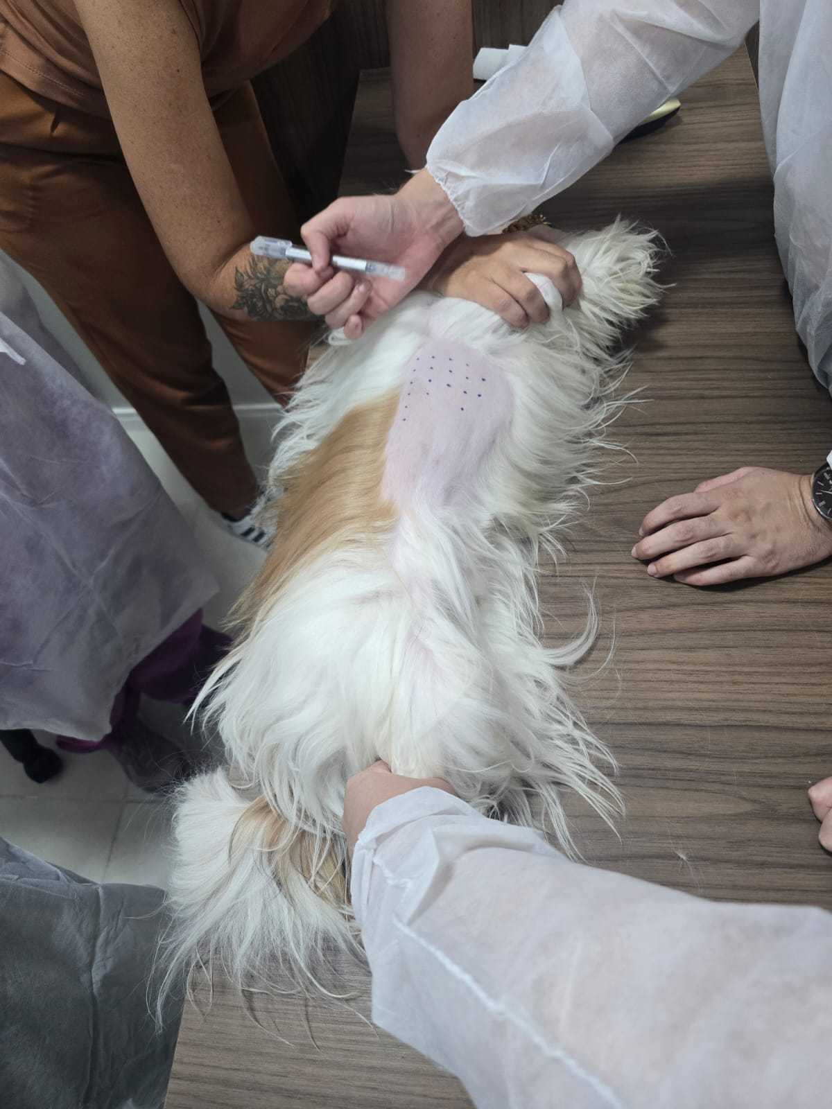 Prick Teste (Teste de Alergia) Landing Image